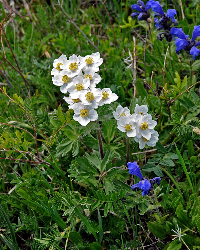 Image of Anemonastrum crinitum specimen.