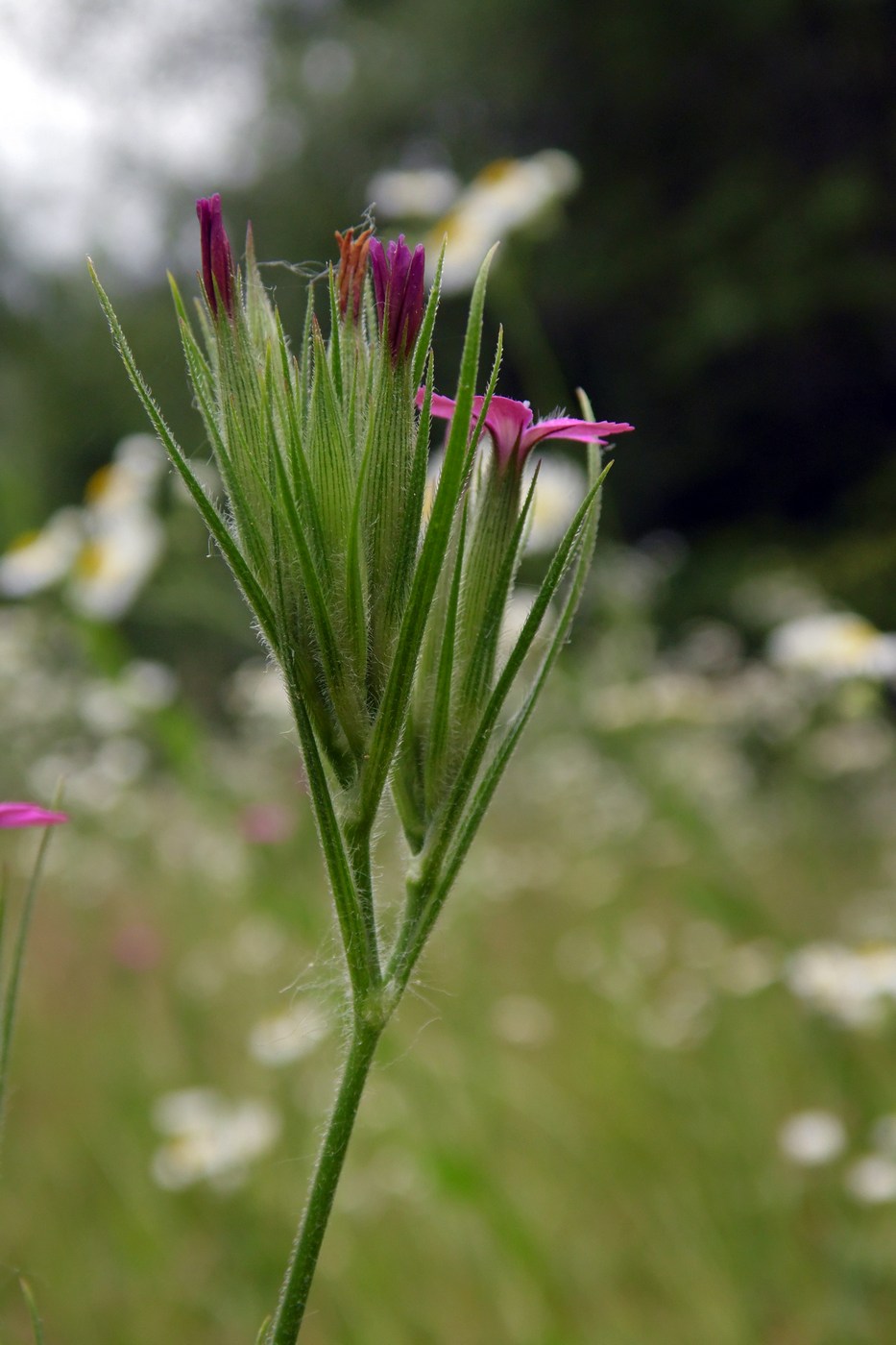 Изображение особи Dianthus armeria.