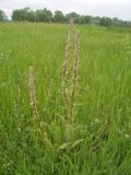 Pedicularis dasystachys