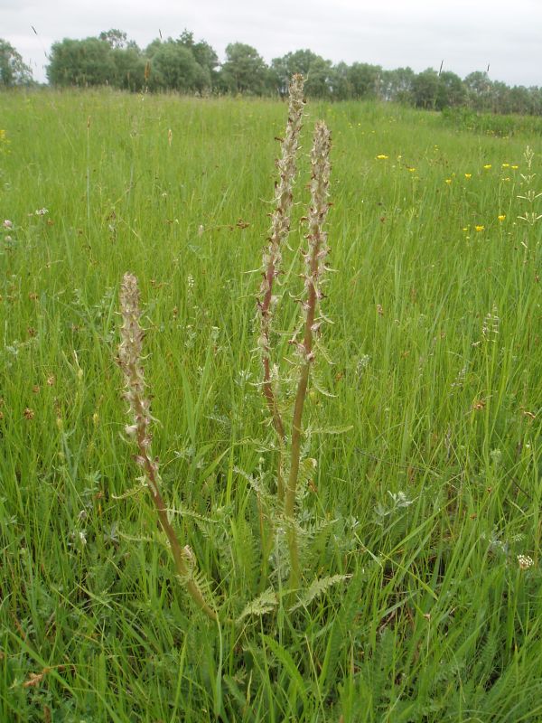 Image of Pedicularis dasystachys specimen.