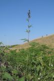 Cannabis sativa var. spontanea