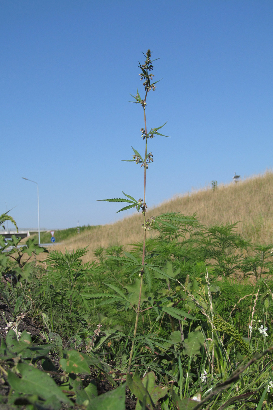 Image of Cannabis sativa var. spontanea specimen.