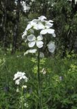 Hesperis sibirica ssp. pseudonivea