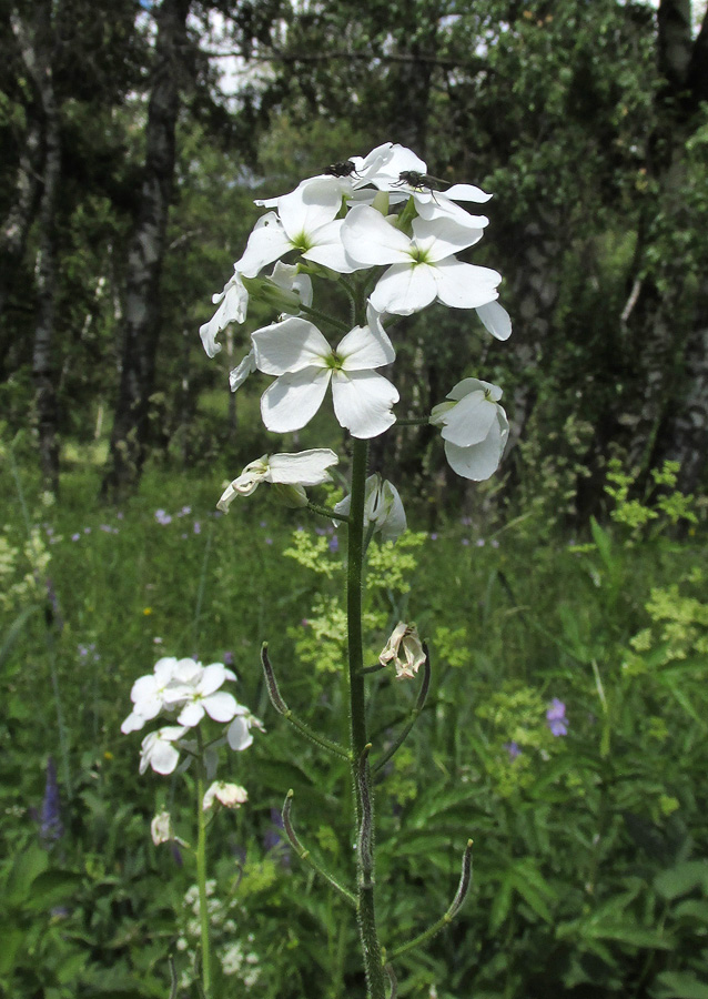 Изображение особи Hesperis sibirica ssp. pseudonivea.