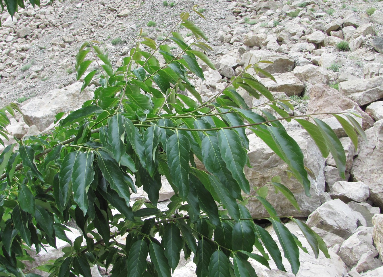 Image of Diospyros lotus specimen.