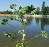 Malva neglecta. Часть побега цветущего растения. Украина, г. Киев, оз. Радужное, на берегу. 12.08.2019.