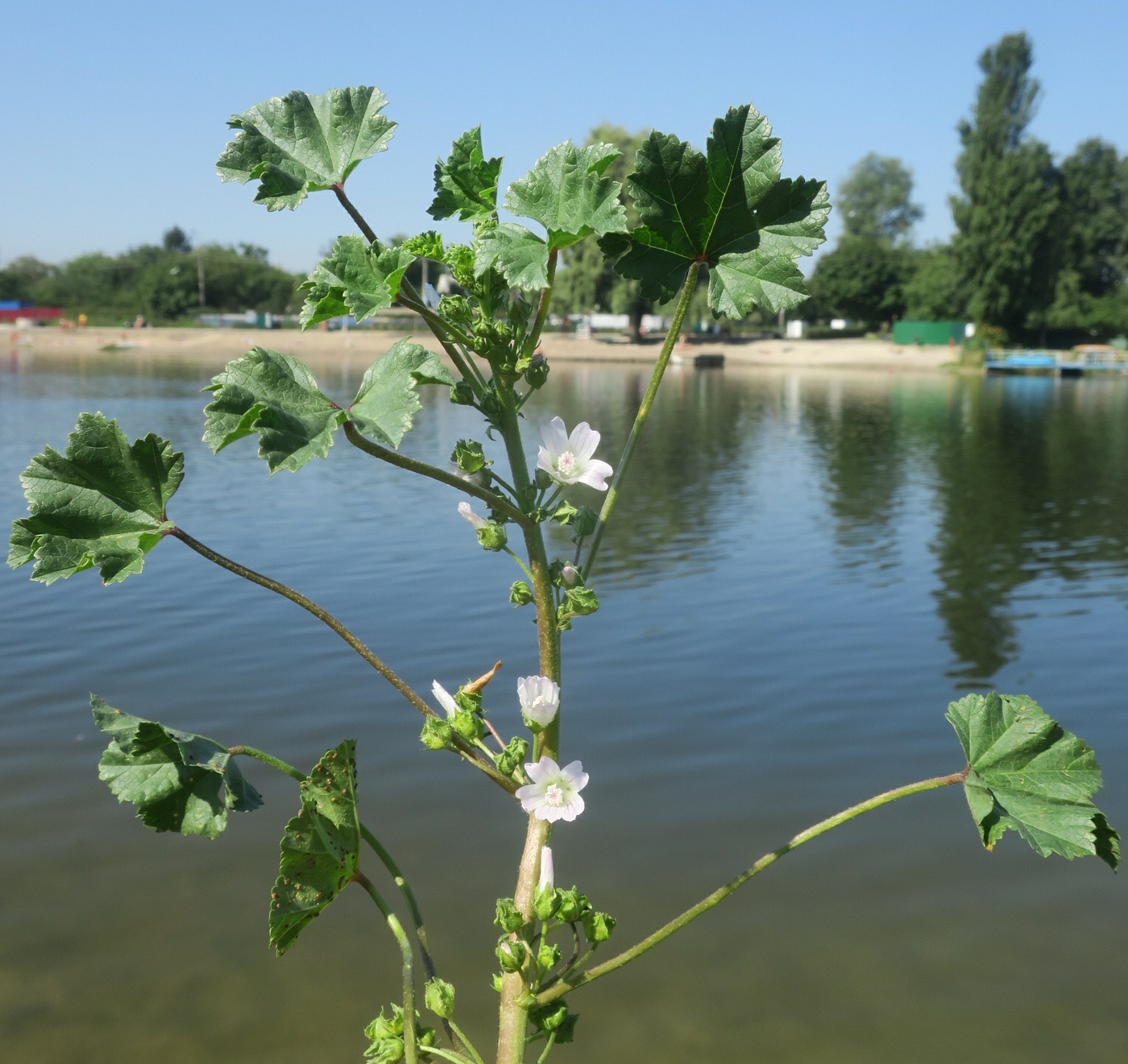 Изображение особи Malva neglecta.