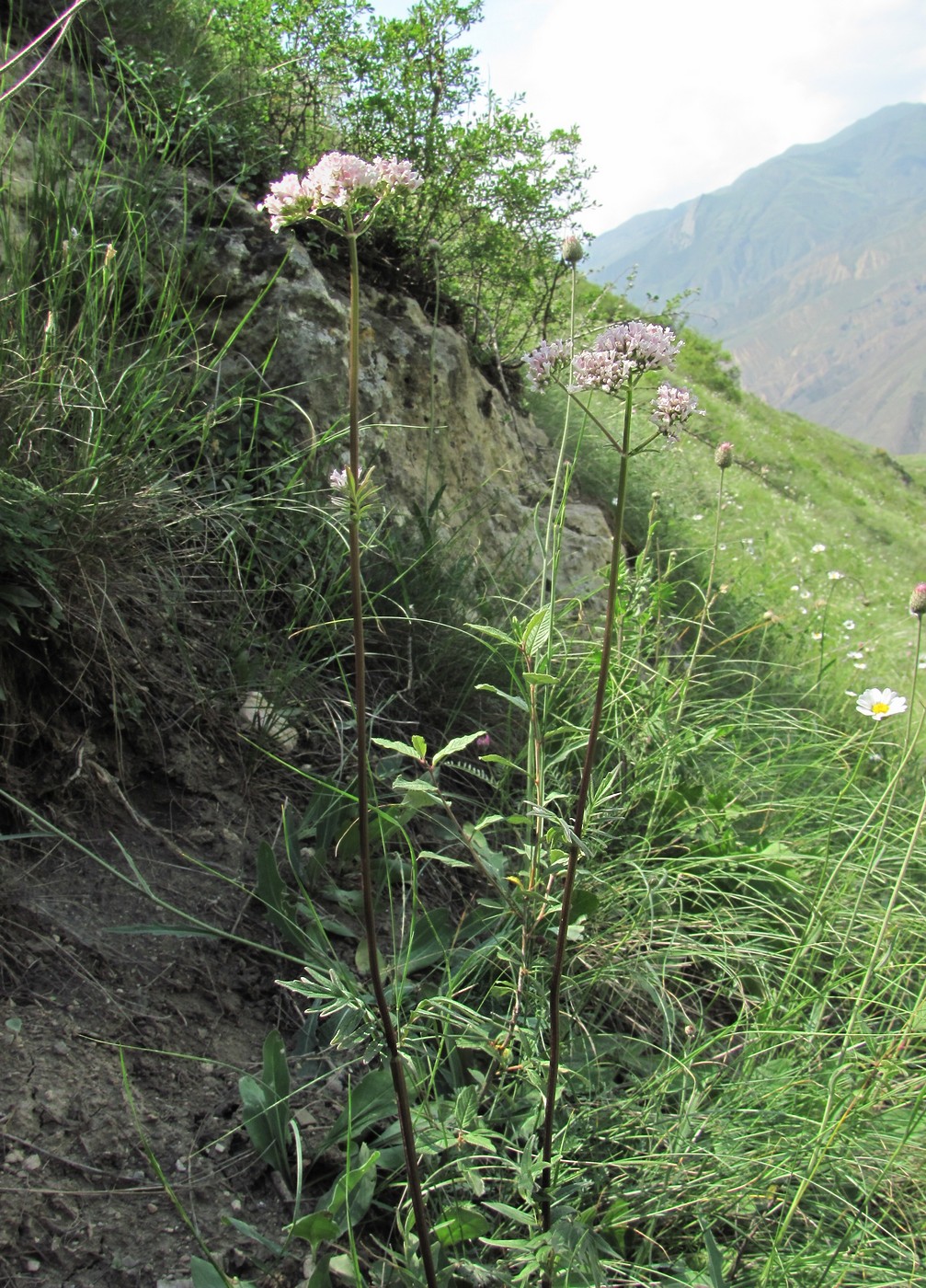 Изображение особи Valeriana grossheimii.