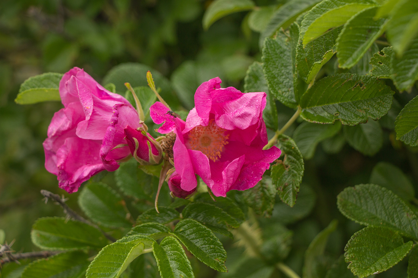 Image of Rosa rugosa specimen.