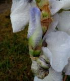 Iris &times; hybrida