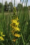 Narthecium ossifragum. Соцветие. Нидерланды, провинция Drenthe, окр. населённого пункта Donderen, окраина частично осушенного верхового болота. 29 июня 2008 г.