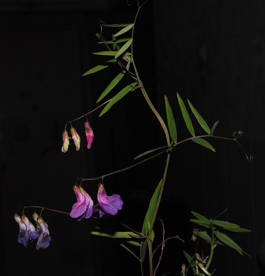 Image of Lathyrus pilosus specimen.