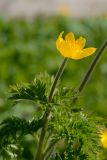 Pulsatilla aurea. Верхушка побега с цветком. Адыгея, Фишт-Оштеновский массив, 1890 м н.у.м., субальпийский луг. 12.06.2018.