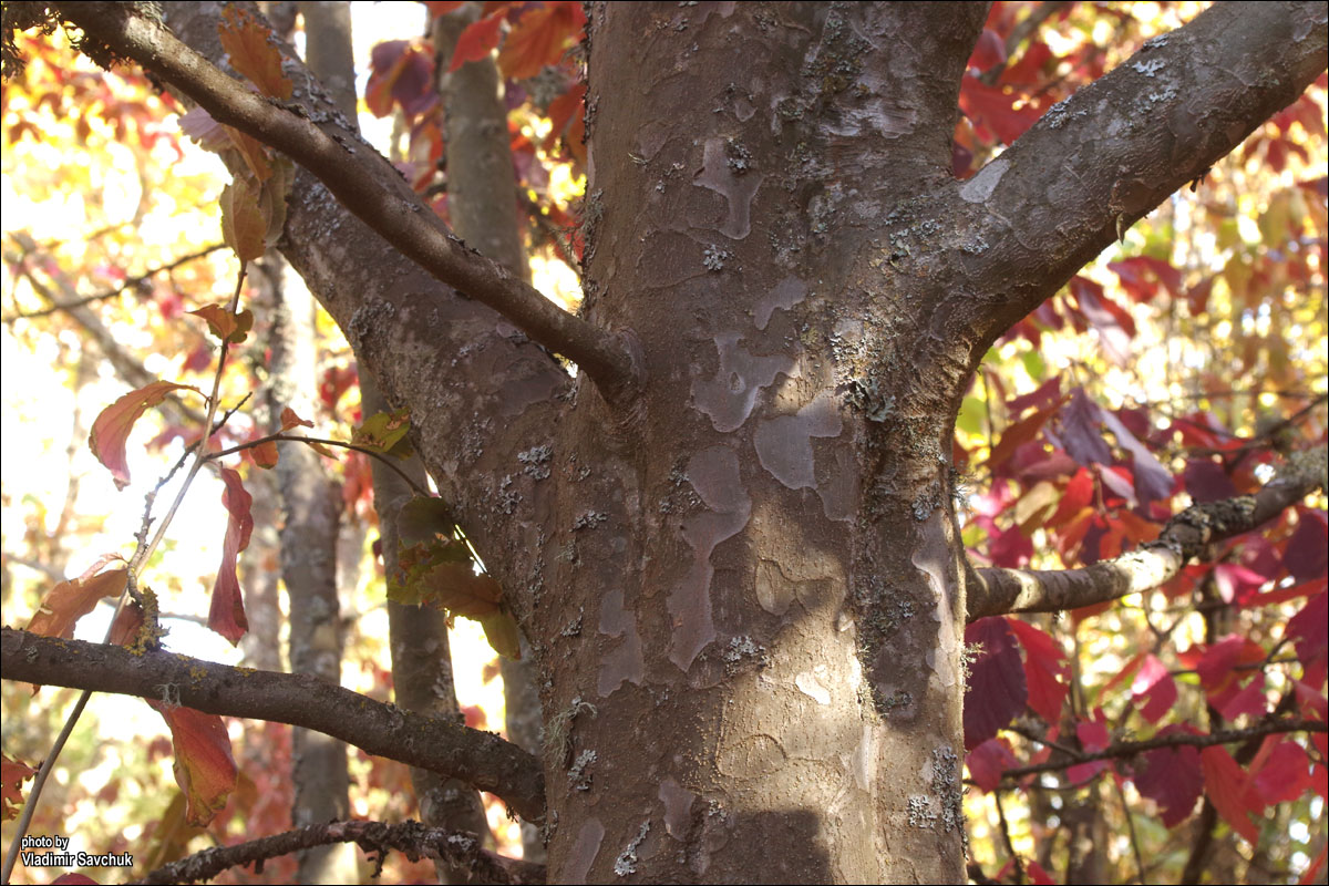 Image of Parrotia persica specimen.