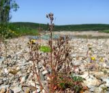 Cochlearia officinalis