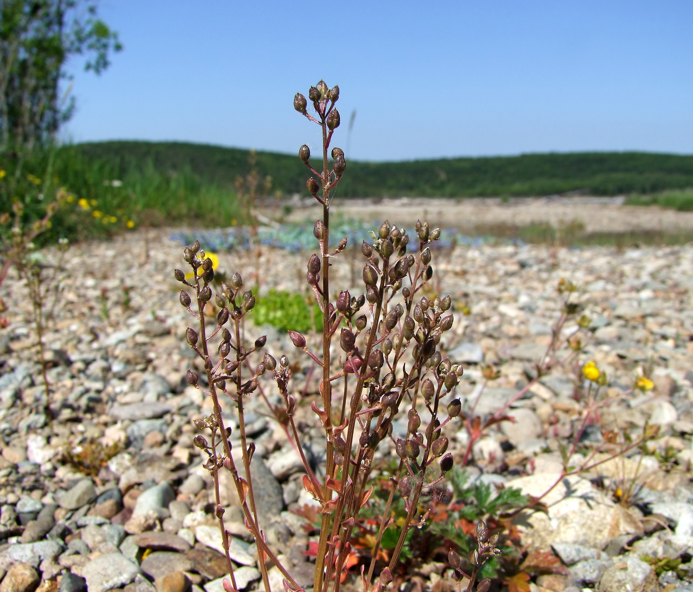 Image of Cochlearia officinalis specimen.