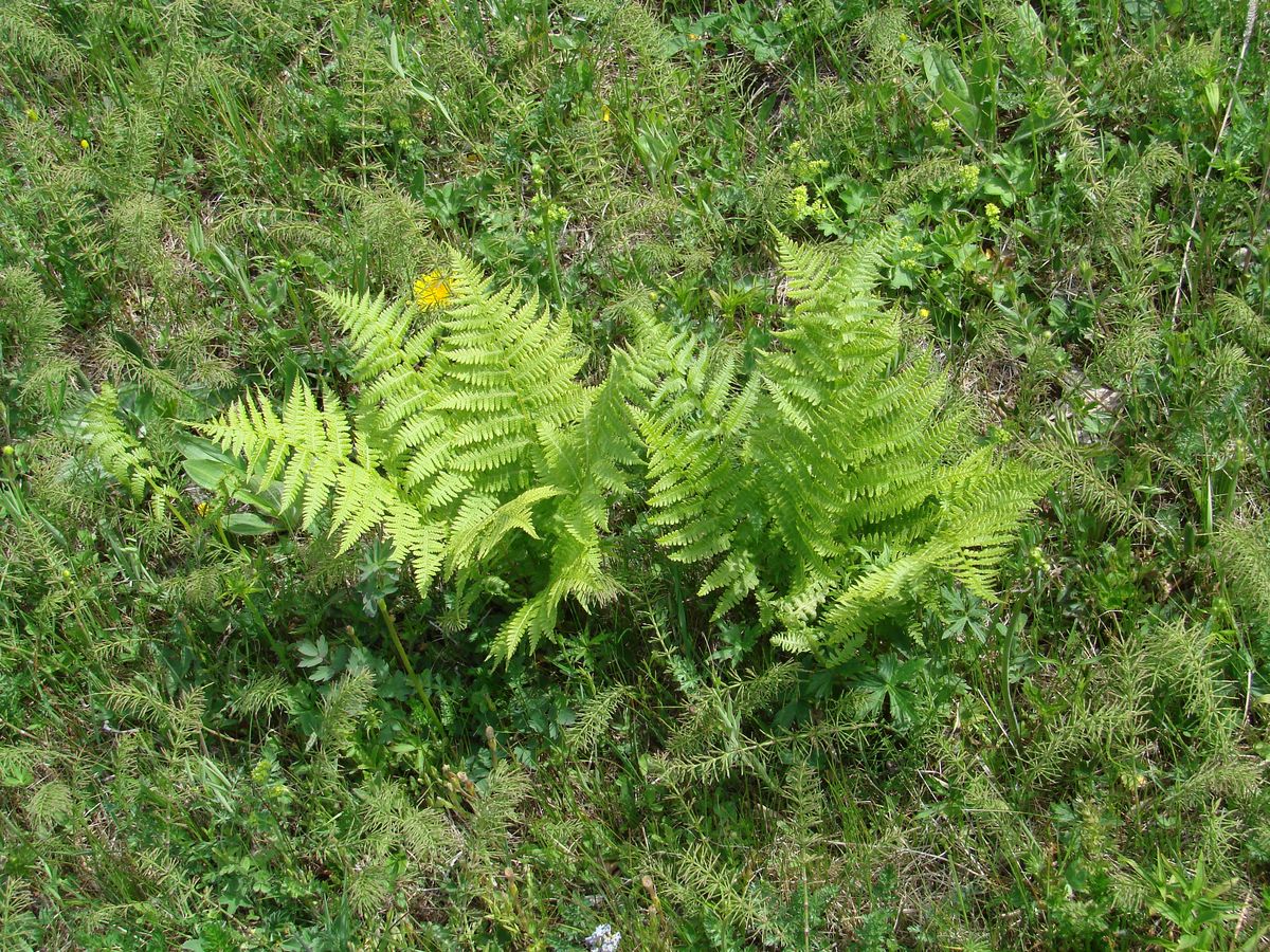 Image of Oreopteris limbosperma specimen.