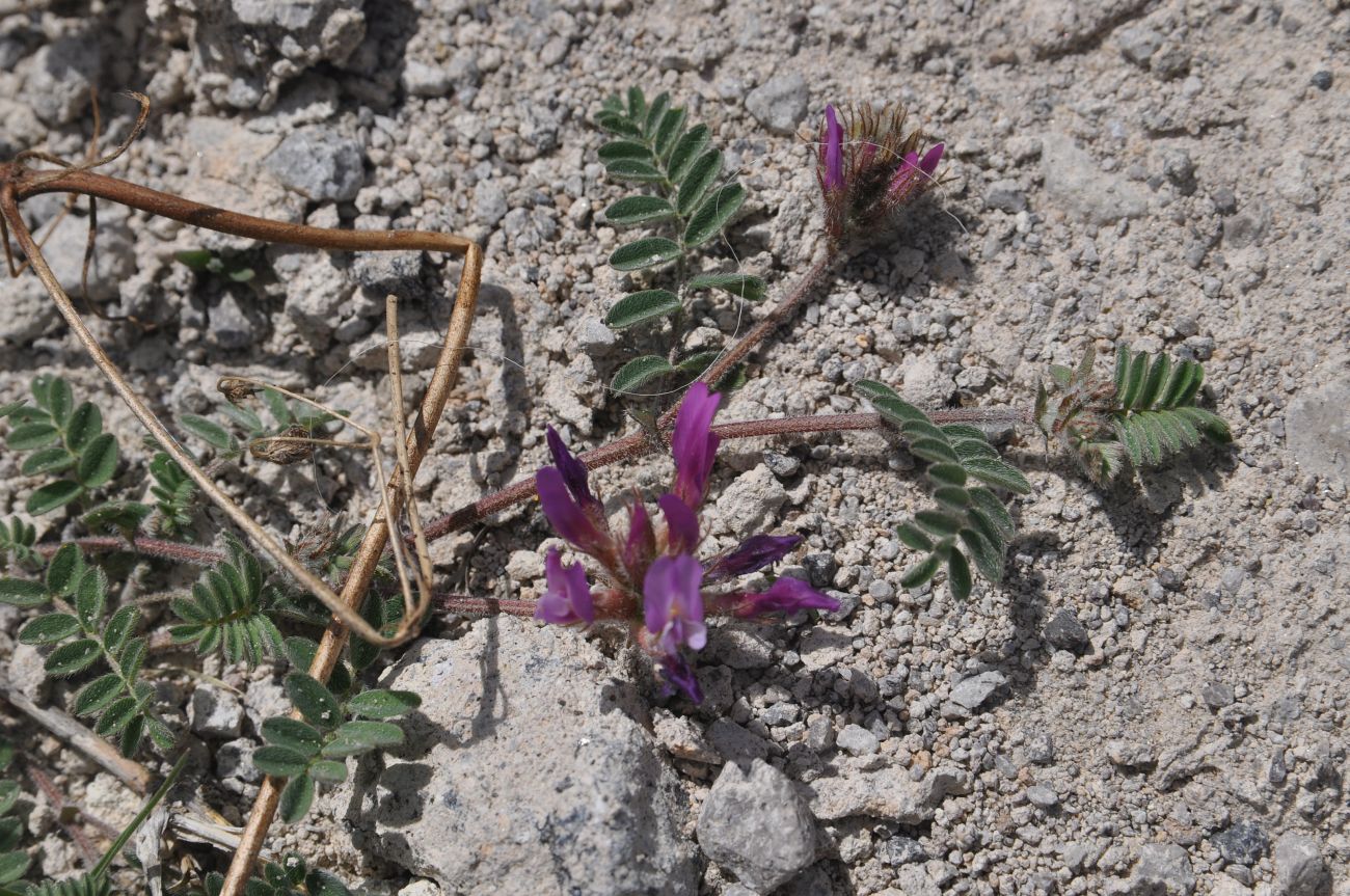 Изображение особи род Astragalus.