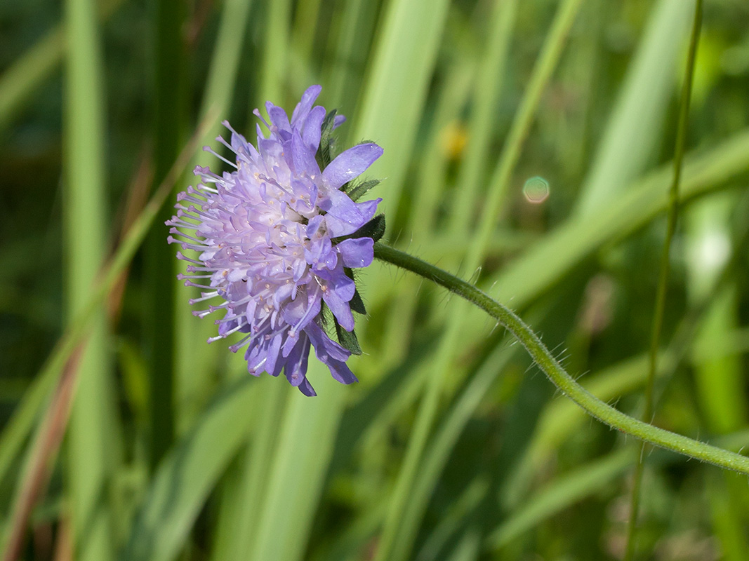 Image of Knautia arvensis specimen.