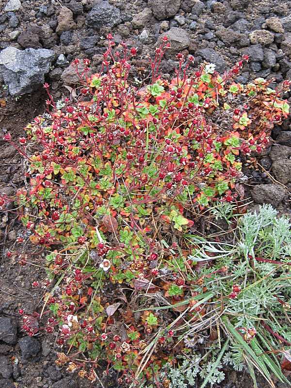 Изображение особи Micranthes merkii.