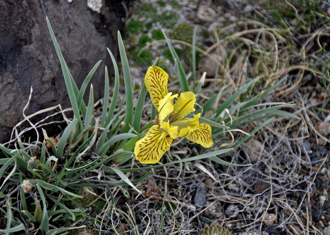 Изображение особи Iris potaninii.