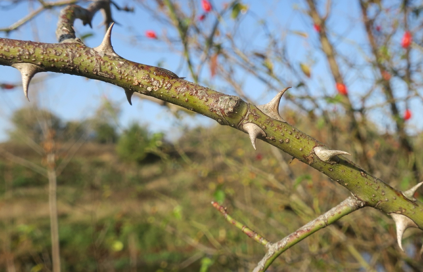 Image of Rosa andegavensis specimen.