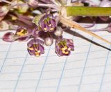 Allium daninianum