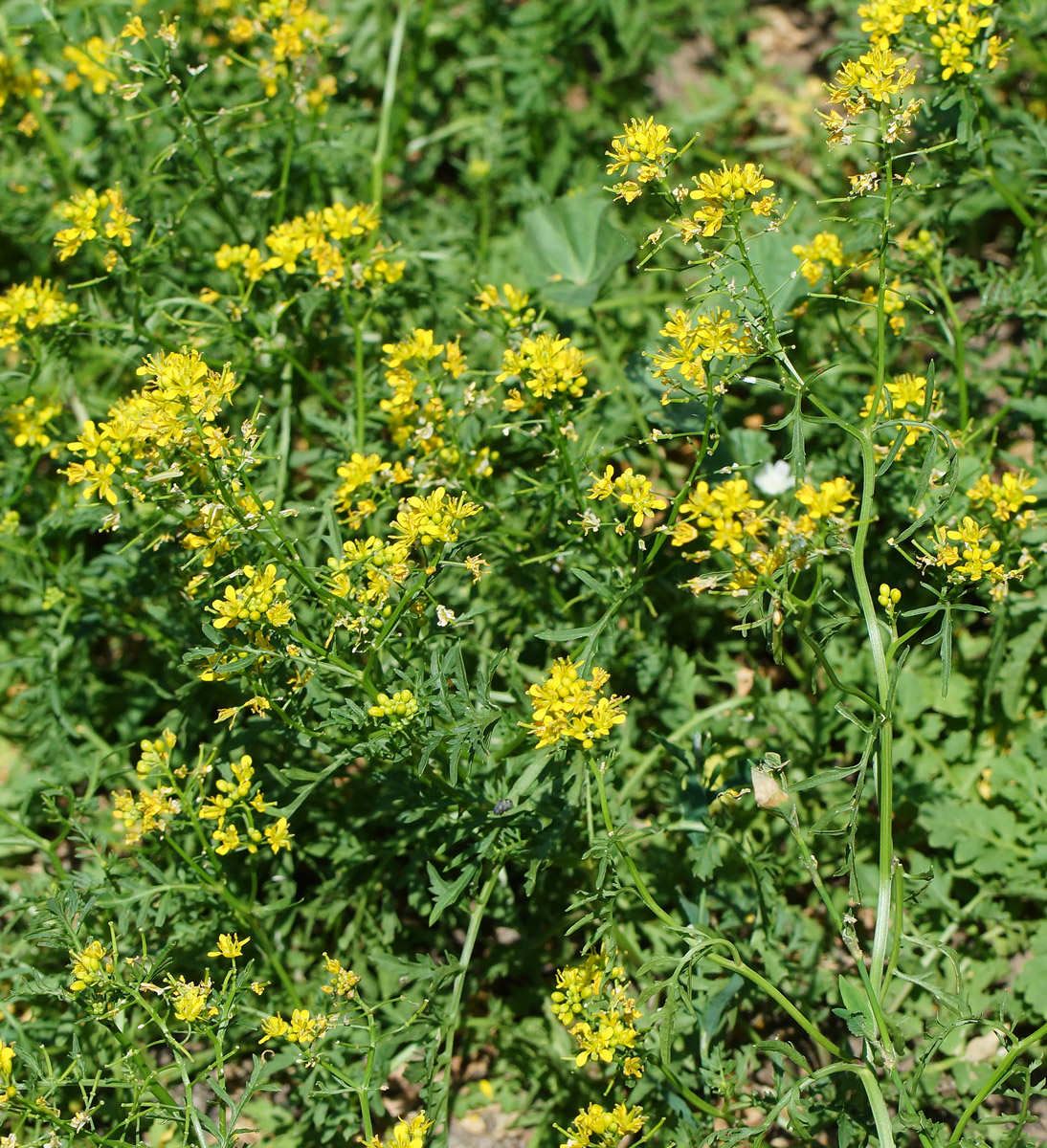 Image of Rorippa sylvestris specimen.