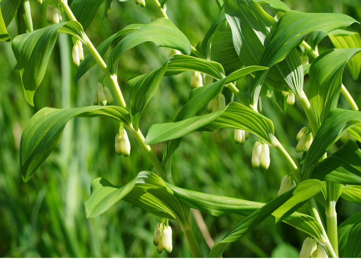 Image of Polygonatum multiflorum specimen.