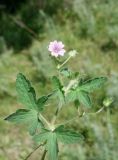 Geranium divaricatum. Верхушка цветущего побега. Кыргызстан, Чуйская обл., западная окр. с. Восток, заросли кустарника. 21.05.2019.