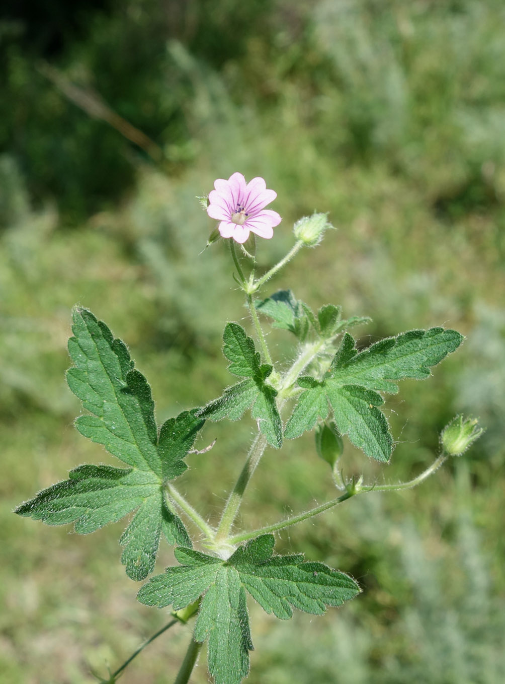 Изображение особи Geranium divaricatum.