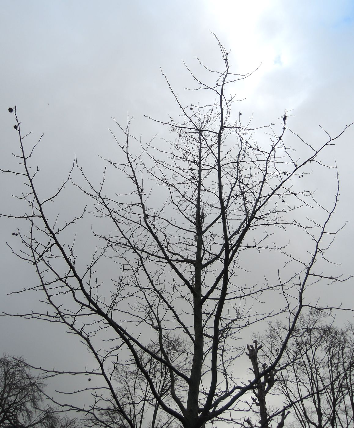 Image of Liquidambar styraciflua specimen.