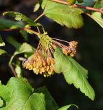 Physocarpus opulifolius