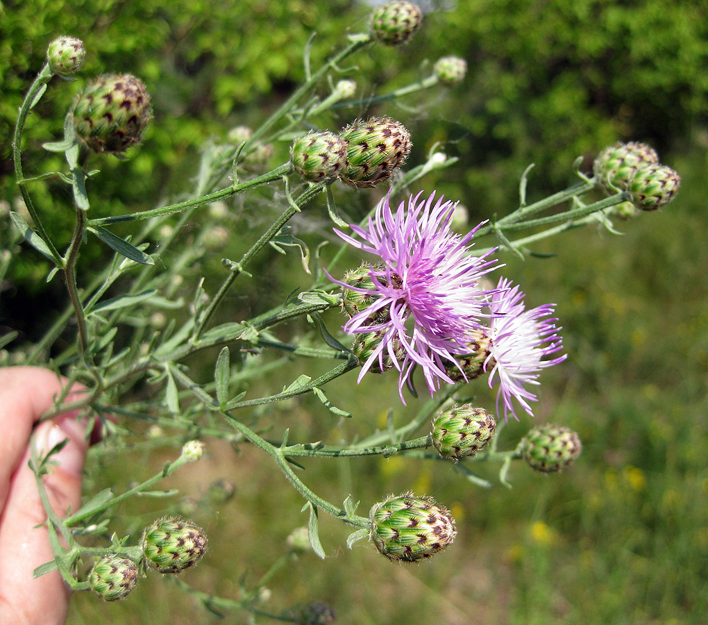 Изображение особи Centaurea stoebe.