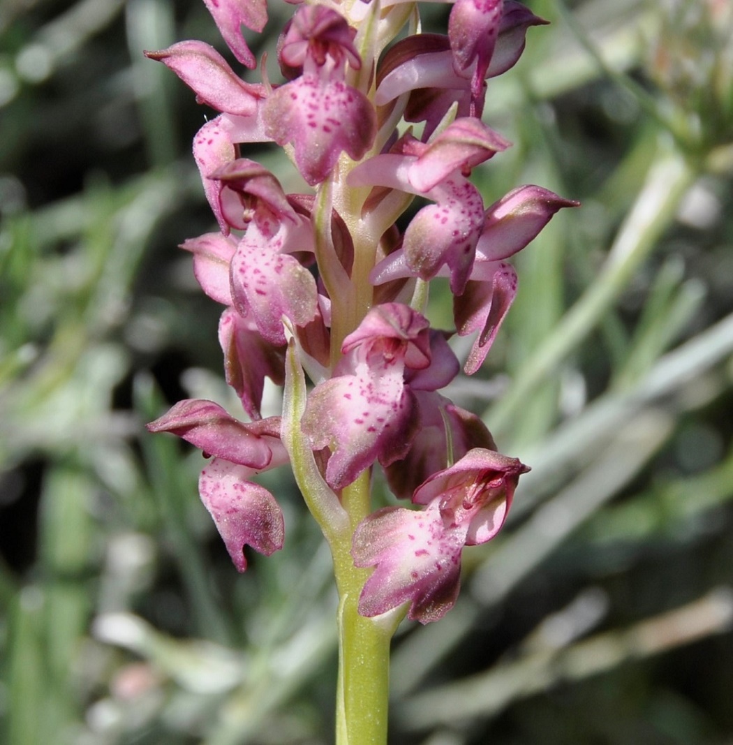 Image of Anacamptis coriophora ssp. fragrans specimen.