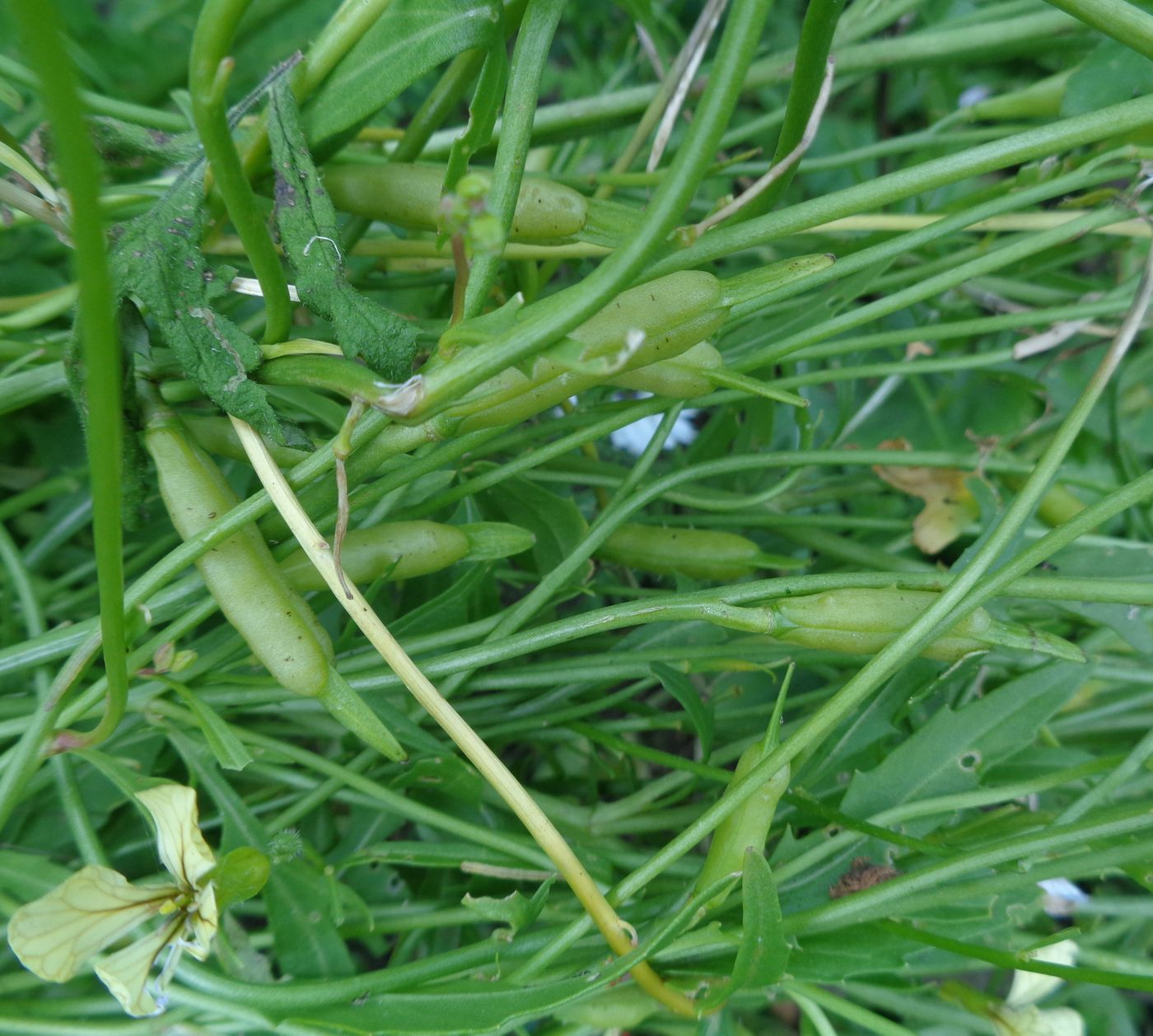 Image of Eruca sativa specimen.