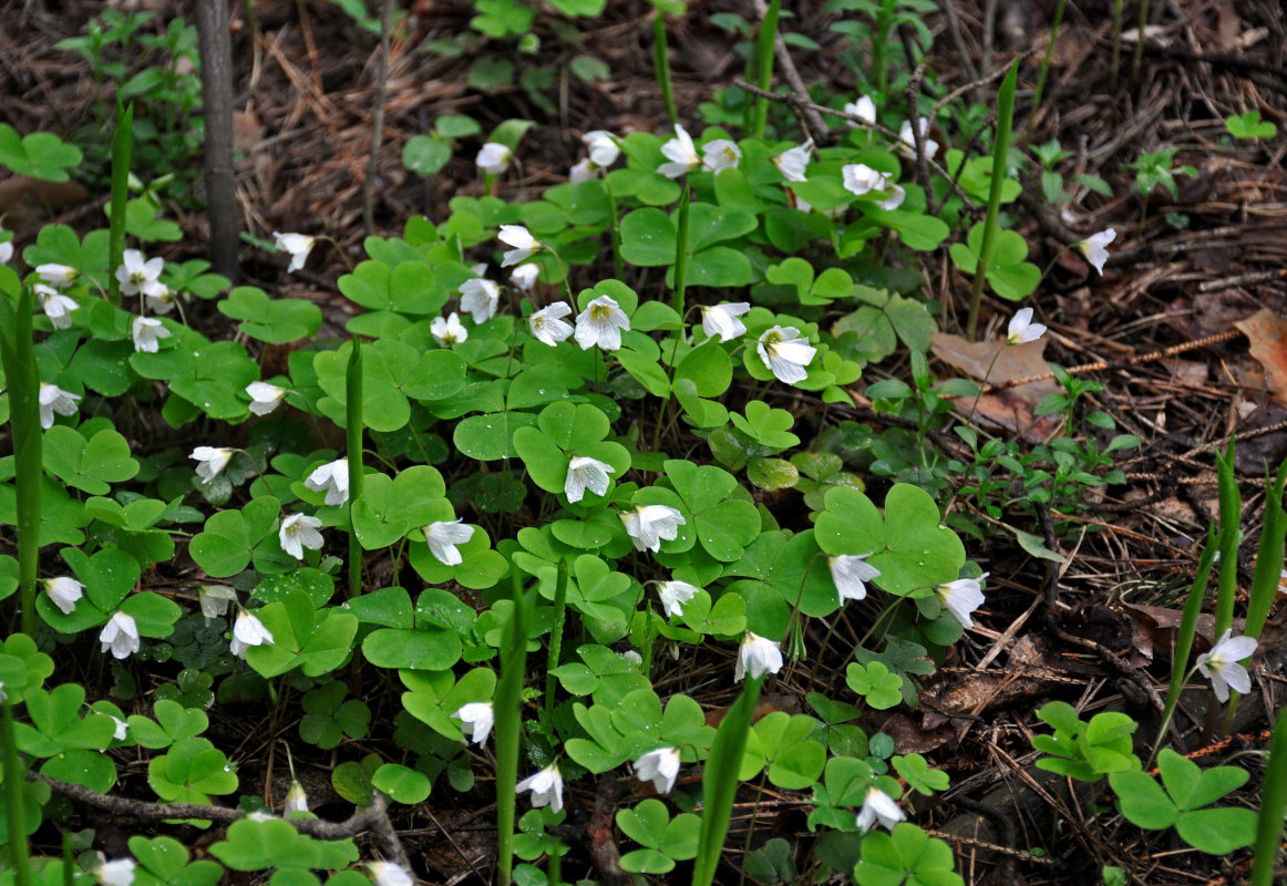 Изображение особи Oxalis acetosella.