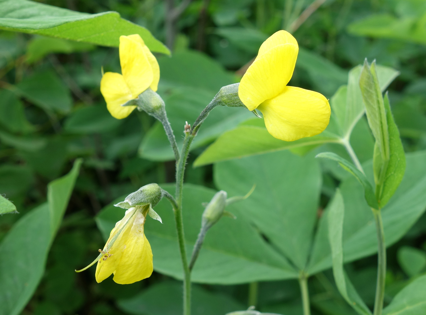 Изображение особи Thermopsis lupinoides.