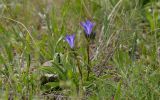 Gentiana olivieri