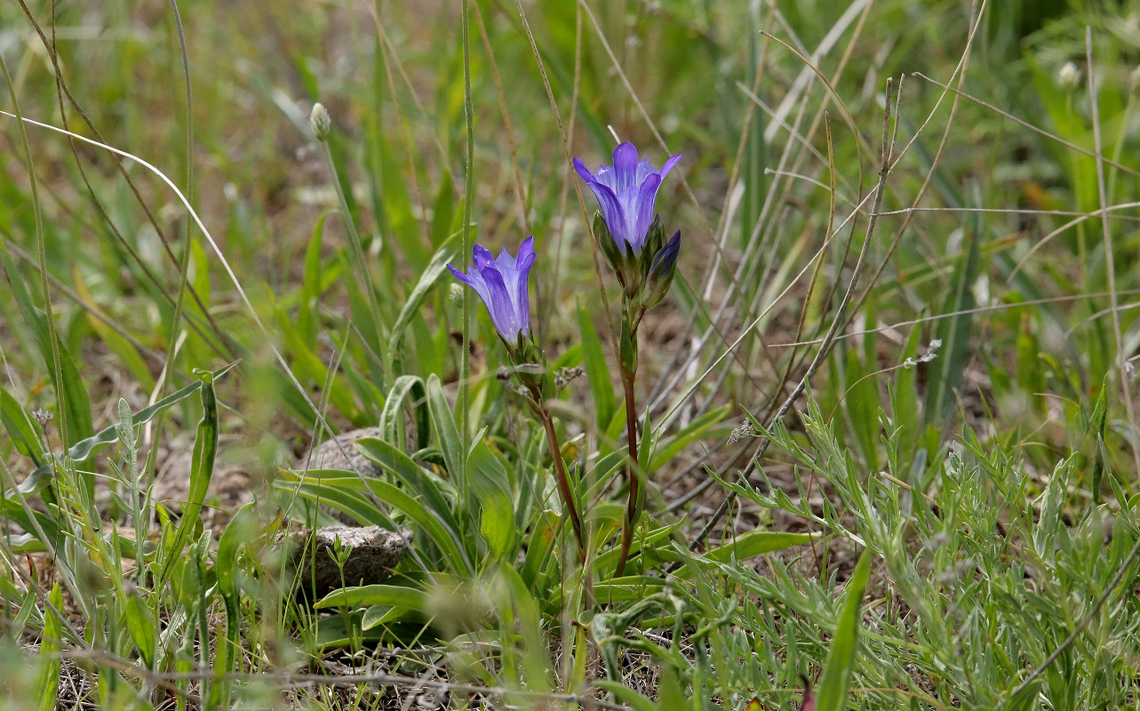 Image of Gentiana olivieri specimen.