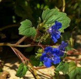 Phacelia campanularia