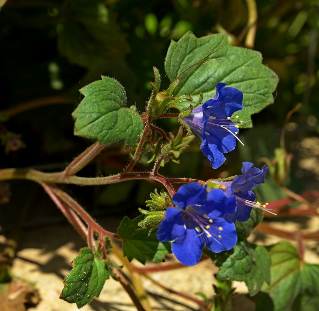 Изображение особи Phacelia campanularia.