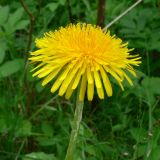 Taraxacum officinale. Соцветие. Свердловская обл., окр. г. Среднеуральск, дер. Коптяки, опушка смешанного леса. 13.06.2010.