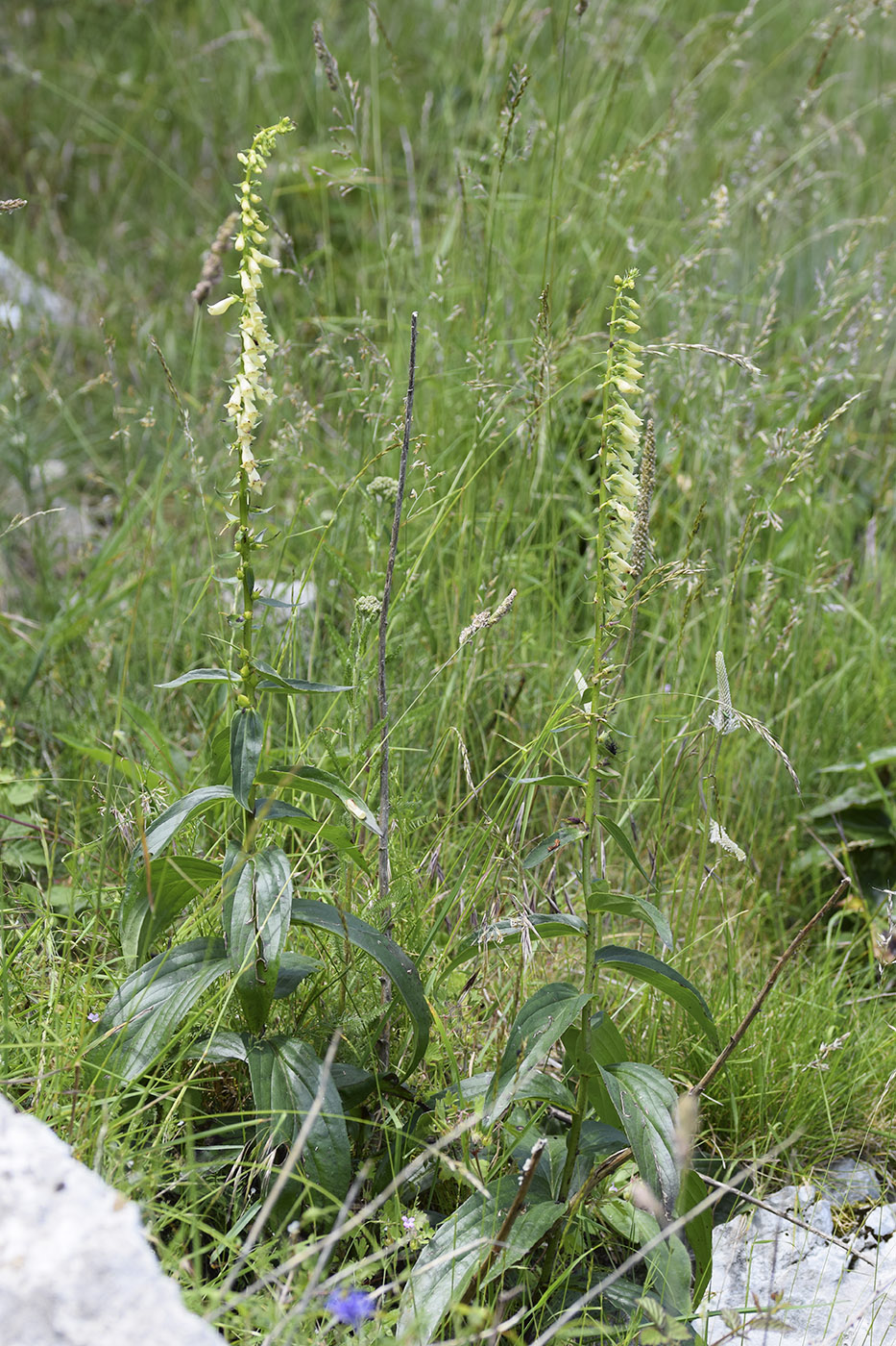 Изображение особи Digitalis lutea.
