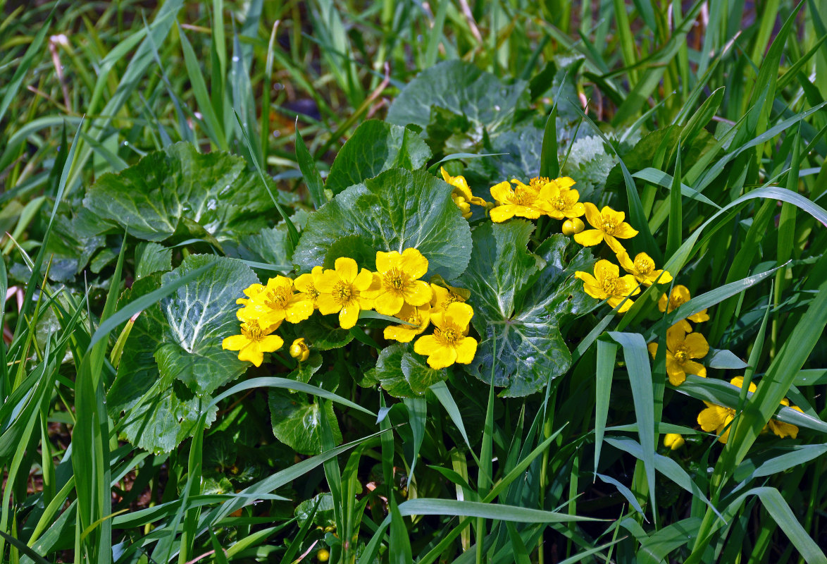 Изображение особи Caltha palustris.