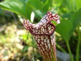 Sarracenia leucophylla. Верхушка развитого листа-ловушки. Московская обл., Ленинский г. о., СНТ \"Берёзка\", садовый участок, искусственное верховое болотце на мелководной зоне садового пруда, на торфяной малоразложившейся почве в слое сфагнума узколистного. 11.07.2020.