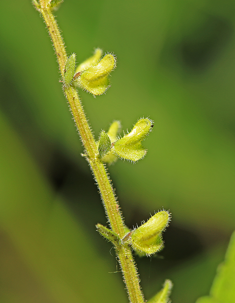 Изображение особи Scutellaria pekinensis.