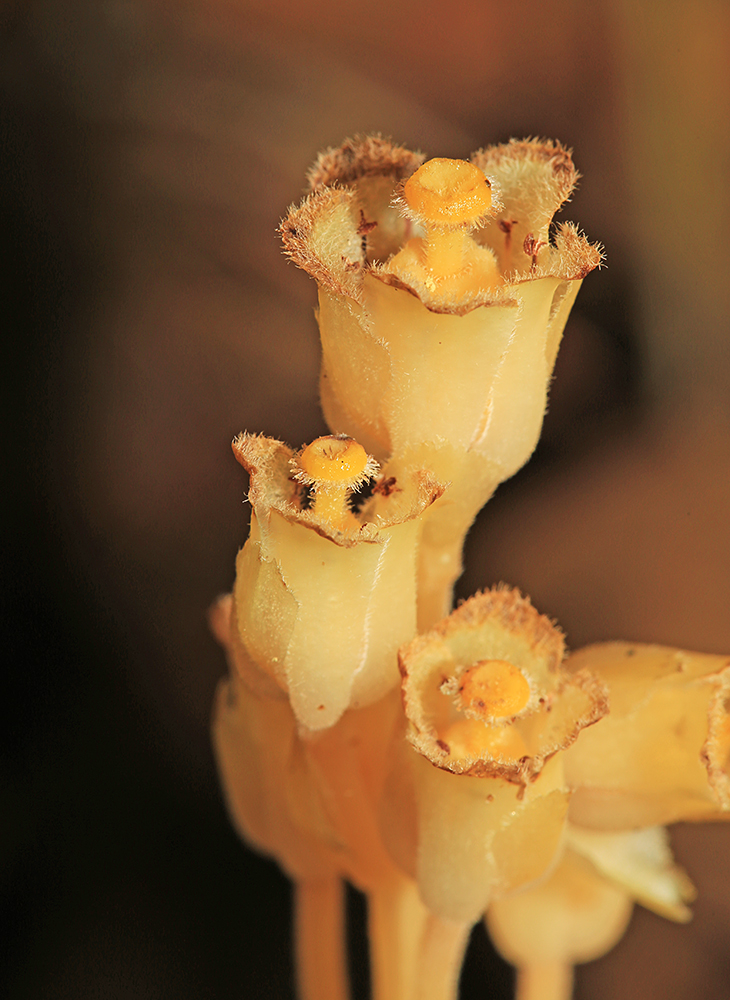 Image of Hypopitys monotropa specimen.