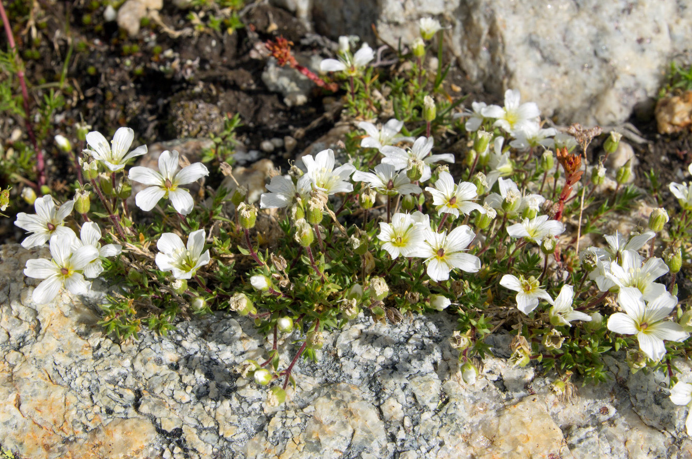 Image of Minuartia imbricata specimen.