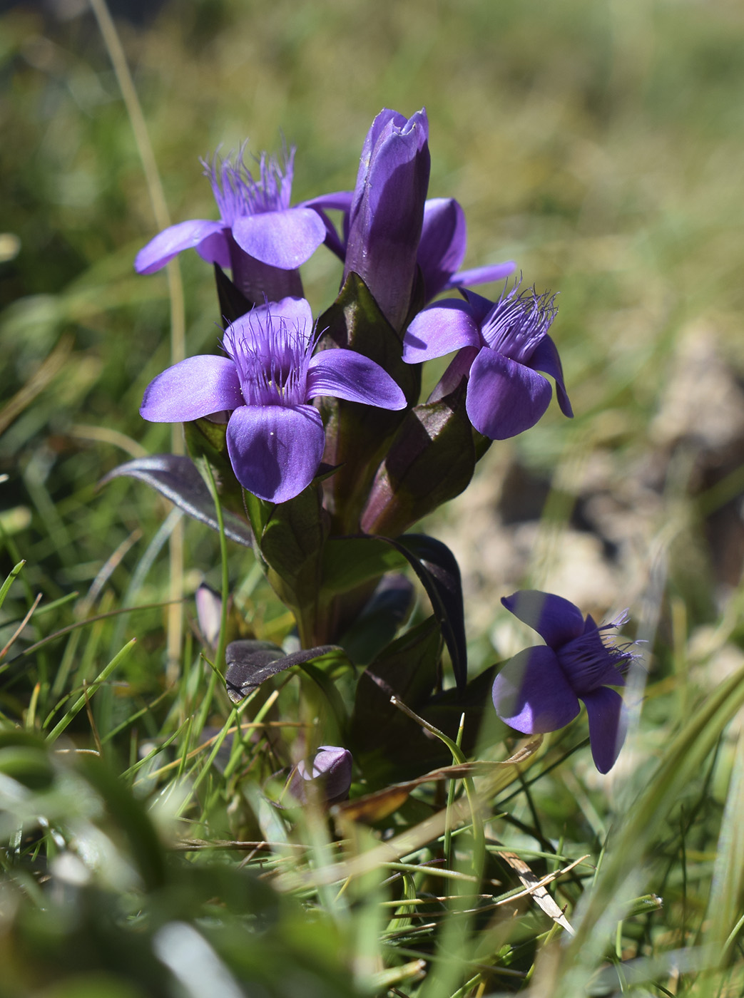 Изображение особи Gentianella campestris.